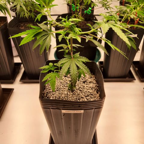 Jabuticana growlog timeline photo