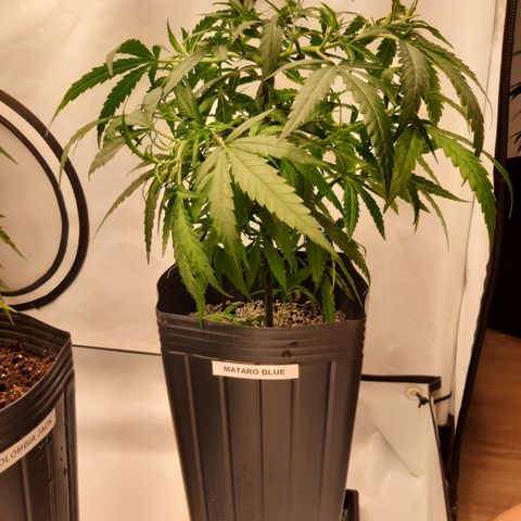 Mataro Blue growlog timeline photo