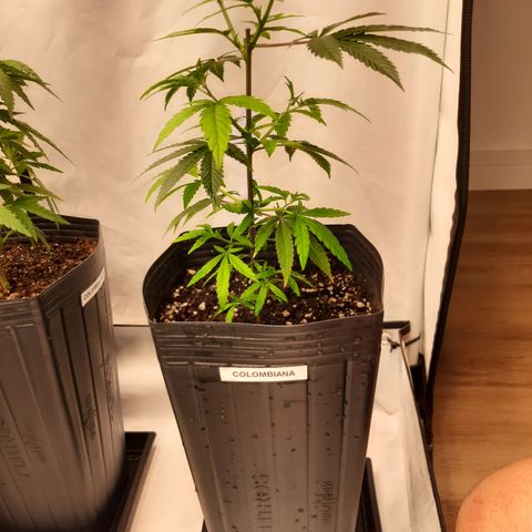 Colombiana growlog timeline photo