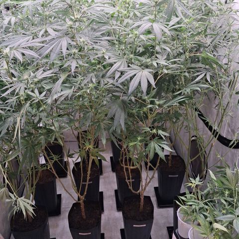 Seeds Ariane Kush growlog timeline photo