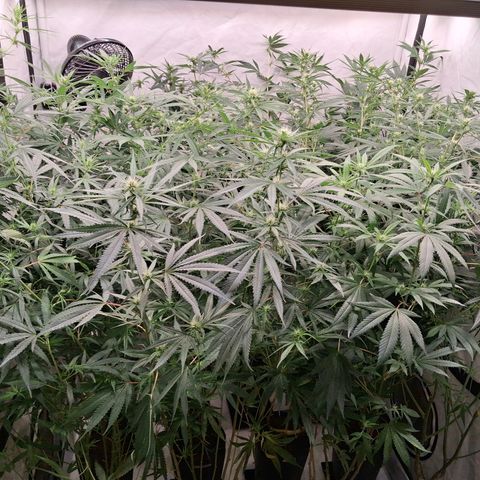 Seeds Ariane Kush growlog timeline photo