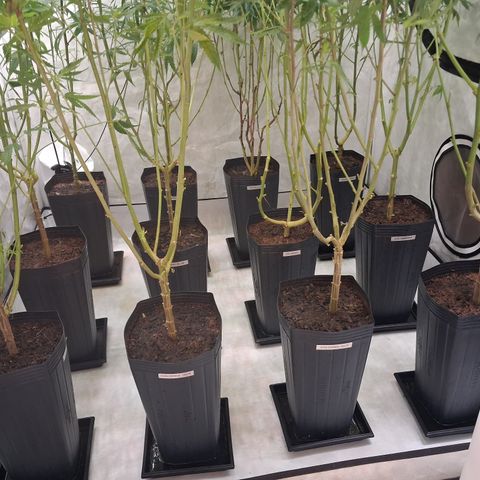Seeds Ariane Kush growlog timeline photo