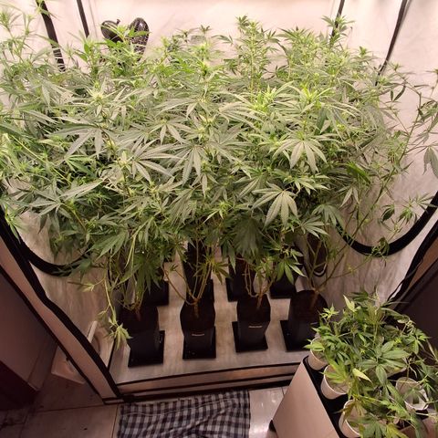 Seeds Ariane Kush growlog timeline photo