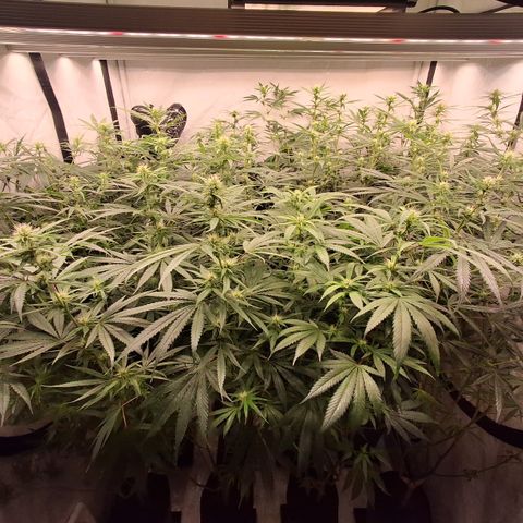 Seeds Ariane Kush growlog timeline photo