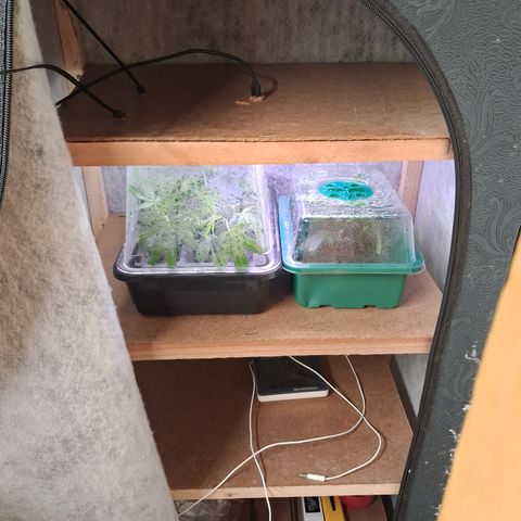 Seeds Ariane Kush growlog timeline photo