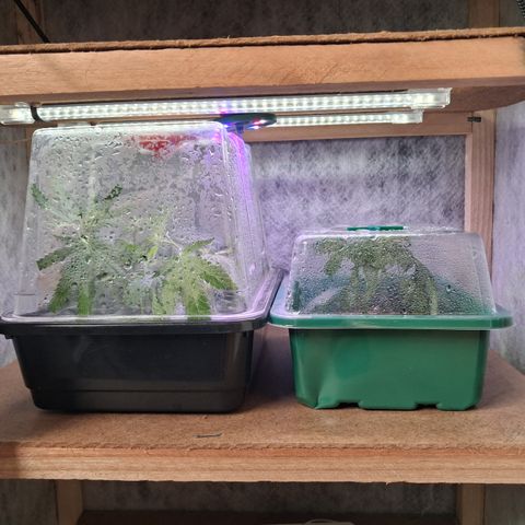 Seeds Ariane Kush growlog timeline photo