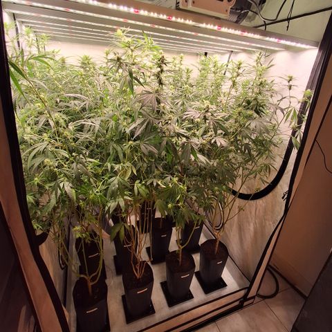 Seeds Ariane Kush growlog timeline photo
