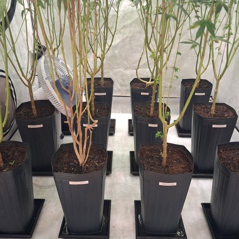 Seeds Ariane Kush growlog timeline photo