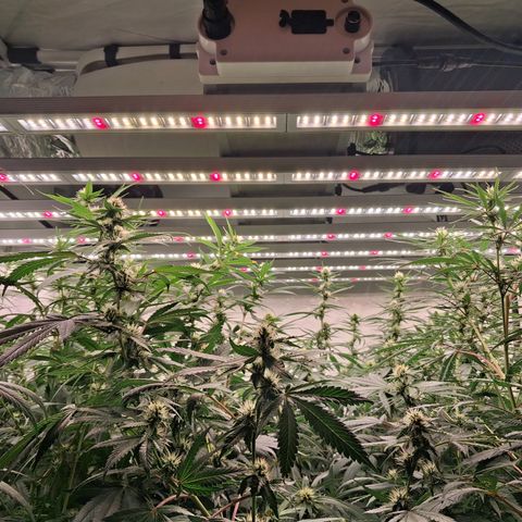 Seeds Ariane Kush growlog timeline photo