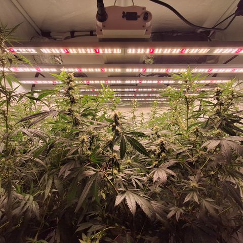 Seeds Ariane Kush growlog timeline photo