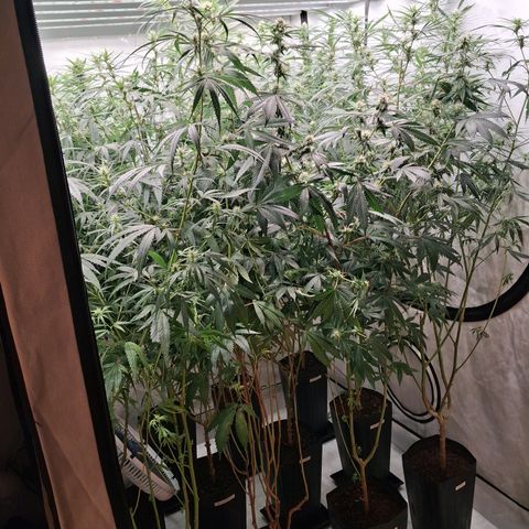 Seeds Ariane Kush growlog timeline photo