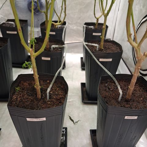 Seeds Ariane Kush growlog photo: Irrigação automatica 
