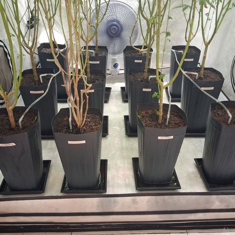 Seeds Ariane Kush growlog photo: Irrigação automatica 