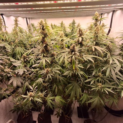 Seeds Ariane Kush growlog timeline photo