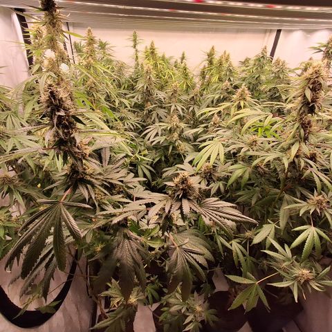 Seeds Ariane Kush growlog timeline photo