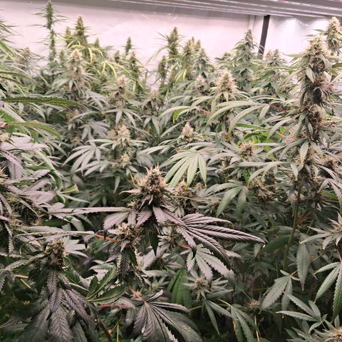 Seeds Ariane Kush growlog timeline photo