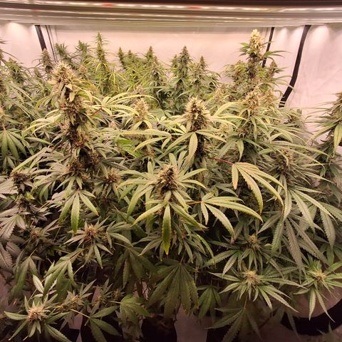 Seeds Ariane Kush growlog timeline photo