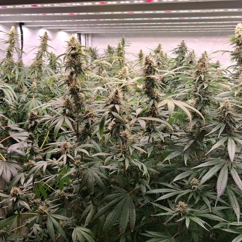 Seeds Ariane Kush growlog timeline photo