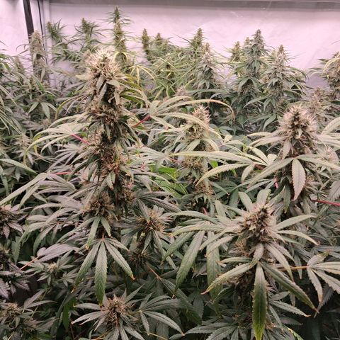 Seeds Ariane Kush growlog timeline photo