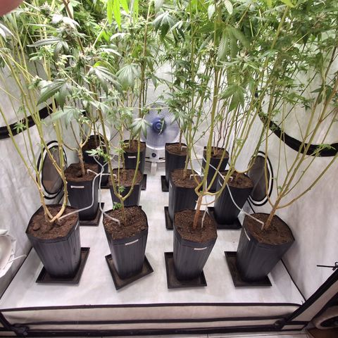 Seeds Ariane Kush growlog timeline photo