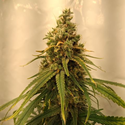 Seeds Ariane Kush growlog timeline photo