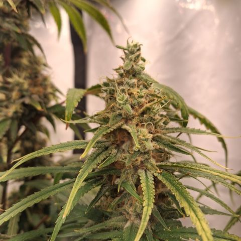 Seeds Ariane Kush growlog timeline photo