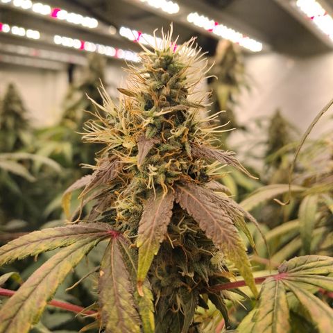 Seeds Ariane Kush growlog timeline photo
