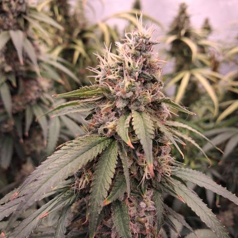 Seeds Ariane Kush growlog timeline photo