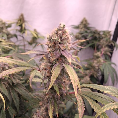 Seeds Ariane Kush growlog timeline photo