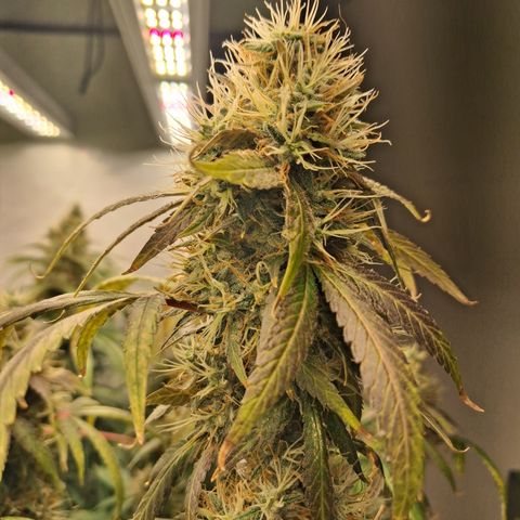 Seeds Ariane Kush growlog timeline photo
