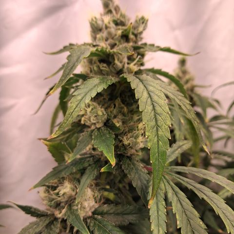 Seeds Ariane Kush growlog timeline photo
