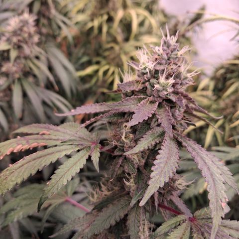 Seeds Ariane Kush growlog timeline photo