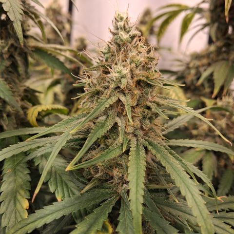 Seeds Ariane Kush growlog timeline photo