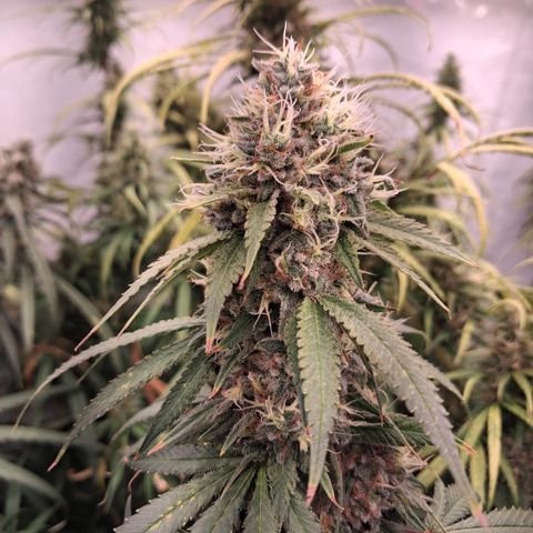 Seeds Ariane Kush growlog timeline photo
