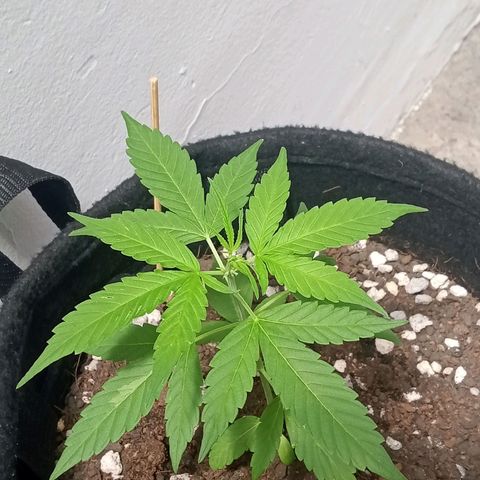 Auto Critical++ growlog timeline photo