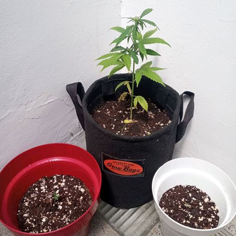 Auto Critical++ growlog photo: De vuelta al sol 