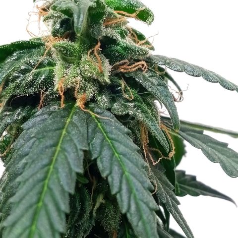Auto Critical++ growlog timeline photo