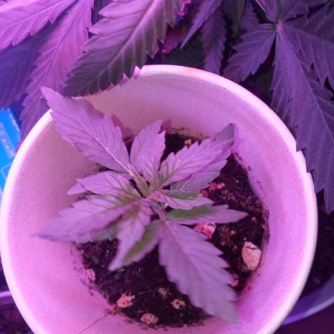 Auto Gorilla (M) growlog timeline photo