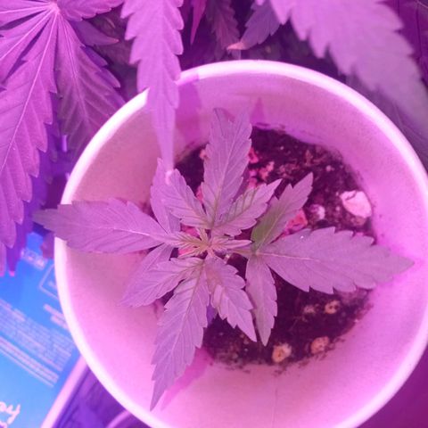 Auto Gorilla (M) growlog timeline photo