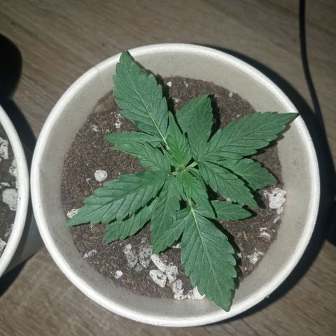 Auto Gorilla (M) growlog timeline photo