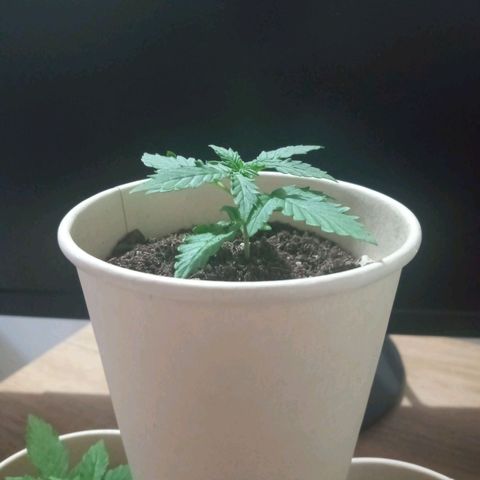 Auto Gorilla (M) growlog timeline photo