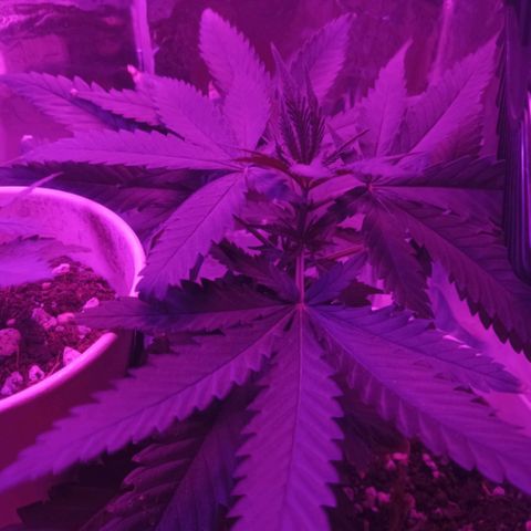 Auto Gorilla (M) growlog timeline photo