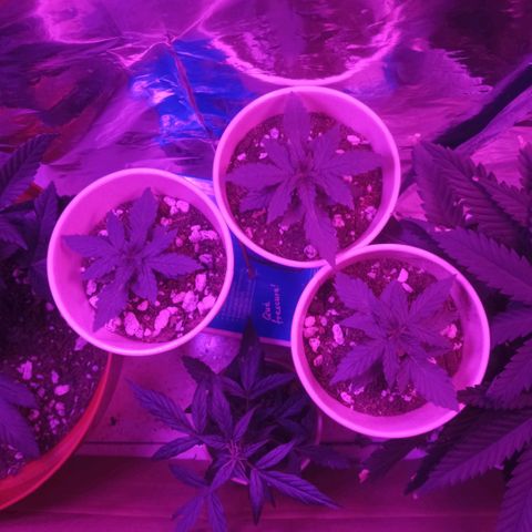 Auto Gorilla (M) growlog timeline photo