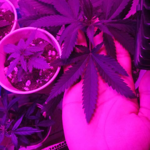 Auto Gorilla (M) growlog timeline photo