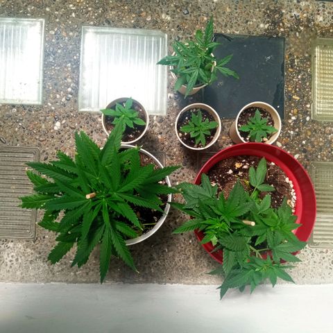Auto Gorilla (M) growlog photo: En sol