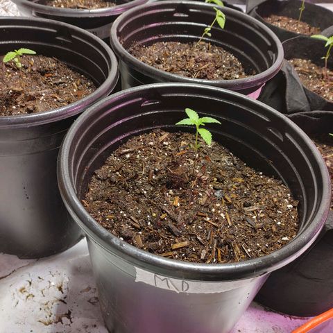Moon Dust  growlog timeline photo