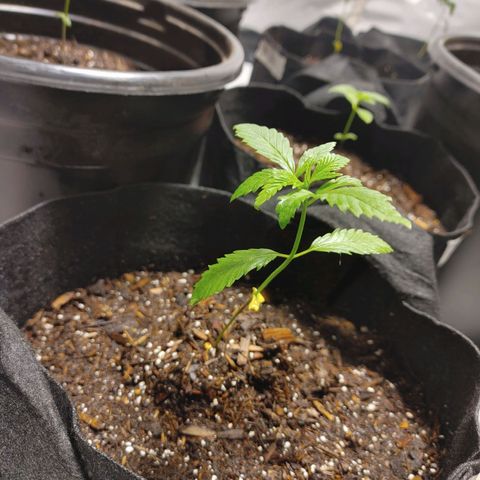 Moon Dust  growlog timeline photo