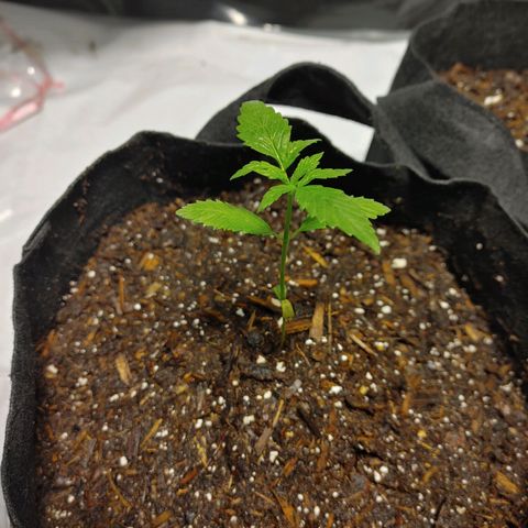 Moon Dust  growlog timeline photo