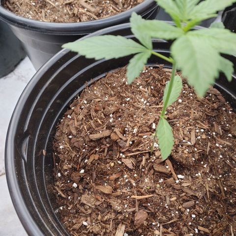 Moon Dust  growlog timeline photo