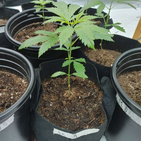 Moon Dust  growlog timeline photo